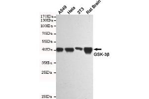 Western blot analysis of extracts from A549, Hela, 3T3 and Rat Brain cell lysates using GSK-3β mouse mAb(1:1000 diluted). (GSK3 beta 抗体)