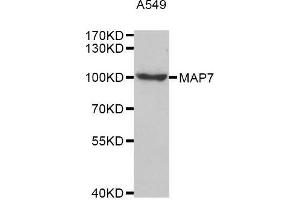 Western blot analysis of extracts of A549 cell line, using MAP7 antibody. (MAP7 抗体  (AA 490-749))