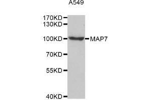 Western blot analysis of extracts of A549 cell line, using MAP7 antibody. (MAP7 抗体  (AA 490-749))
