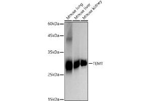 Western blot analysis of extracts of various cell lines, using TEMT antibody (ABIN7267865) at 1:2000 dilution. (INMT 抗体)
