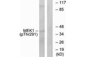 Western Blotting (WB) image for anti-Mitogen-Activated Protein Kinase Kinase 1 (MAP2K1) (pThr291) antibody (ABIN2888470) (MEK1 抗体  (pThr291))