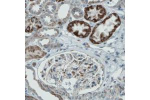 Immunohistochemical staining (Formalin-fixed paraffin-embedded sections) of human kidney with PGAM5 monoclonal antibody, clone CL0624  shows either strong or moderate cytoplasmic immunoreactivity in subsets of renal tubules. (PGAM5 抗体)