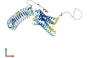 Protein Structure (PS) image for Relaxin/insulin-Like Family Peptide Receptor 2 (RXFP2) (AA 1-737) protein (His tag) (ABIN7560168)