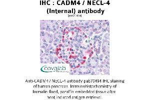 Image no. 2 for anti-Cell Adhesion Molecule 4 (CADM4) (Internal Region) antibody (ABIN1732540) (Cell Adhesion Molecule 4 抗体  (Internal Region))