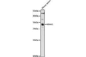 Western blot analysis of extracts of Mouse spleen, using NF antibody (ABIN7268902) at 1:1000 dilution. (NFAM1 抗体  (AA 186-270))