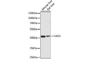 Western blot analysis of extracts of various cell lines using HAO1 Polyclonal Antibody at dilution of 1:500. (HAO1 抗体)
