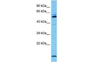 Western Blotting (WB) image for anti-Myelin Expression Factor 2 (MYEF2) (Middle Region) antibody (ABIN2777558)