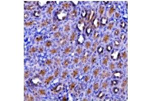 anti-Eukaryotic Translation Termination Factor 1 (ETF1) (AA 9-342) antibody