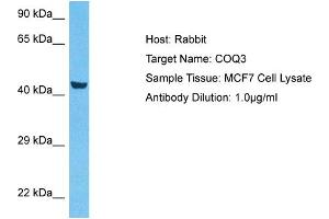 Host:  Rabbit  Target Name:  COQ3  Sample Type:  MCF7 Whole Cell lysates  Antibody Dilution:  1. (COQ3 抗体  (Middle Region))