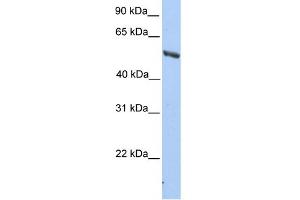 WB Suggested Anti-IMPDH2 Antibody Titration: 0. (IMPDH2 抗体  (C-Term))