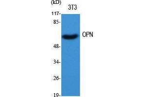 Western Blot (WB) analysis of specific cells using OPN Polyclonal Antibody. (Osteopontin 抗体  (C-Term))