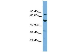 TUBA8 antibody used at 0. (TUBA8 抗体  (N-Term))