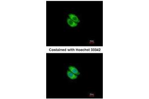 Immunofluorescence (IF) image for anti-Syntrophin, alpha 1 (Dystrophin-Associated Protein A1, 59kDa, Acidic Component) (SNTA1) antibody (ABIN2856971)