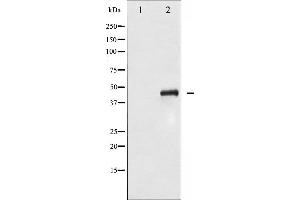 Western blot analysis of SEK1/MKK4 phosphorylation expression in NIH-3T3 whole cell lysates,The lane on the left is treated with the antigen-specific peptide. (MAP2K4 抗体  (pSer80))