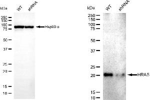 Western blotting analysis using HRAS antibody (ABIN7799001). (HRAS 抗体)
