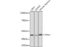 Western blot analysis of extracts of various cell lines, using FEN-1 Rabbit mAb (ABIN7267215) at 1:1000 dilution. (FEN1 抗体)
