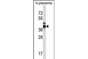 ITLN2 Antibody (Center) (ABIN657611 and ABIN2846608) western blot analysis in human placenta tissue lysates (35 μg/lane).