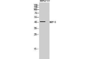 Western Blotting (WB) image for anti-Dual Specificity Phosphatase 6 (DUSP6) (Internal Region) antibody (ABIN3185576)