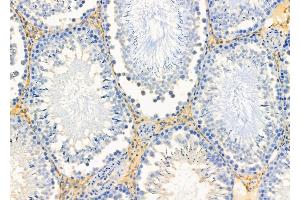 ABIN6256907 and ABIN6274858 at 1/100 staining Rat testis tissue by IHC-P. (Apolipoprotein L 4 抗体  (C-Term))