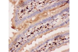 IHC-P: ANG2 antibody testing of mouse intestine tissue (ANG2 抗体  (AA 19-348))
