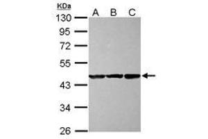 Image no. 2 for anti-COBW Domain Containing 1 (CBWD1) (AA 131-395) antibody (ABIN1497113) (CBWD1 抗体  (AA 131-395))