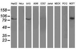 Image no. 2 for anti-Dipeptidyl-Peptidase 3 (DPP3) antibody (ABIN1497831) (DPP3 抗体)
