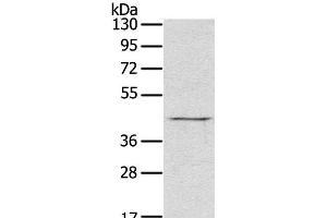 Western Blot analysis of Raji cell using RASSF7 Polyclonal Antibody at dilution of 1:800 (RASSF7 抗体)