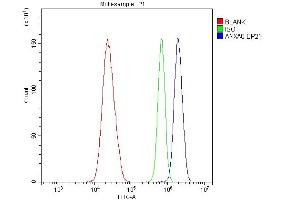 anti-Annexin A8 (ANXA8) (AA 20-61), (N-Term) antibody