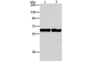 Western Blot analysis of 231 and NIH/3T3 cell using ASNS Polyclonal Antibody at dilution of 1:800 (Asparagine Synthetase 抗体)