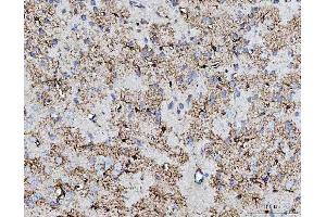 IHC analysis of COX5B using anti-COX5B antibody (ABIN7598975).