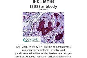 Image no. 2 for anti-Myosin 9 (MYH9) antibody (ABIN1723793) (Myosin 9 抗体)