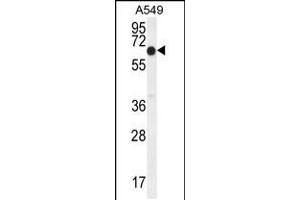 Western blot analysis in A549 cell line lysates (35ug/lane). (ELL 抗体  (C-Term))