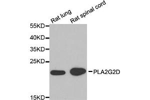 Western blot analysis of extracts of various cell lines, using PLA2G2D antibody (ABIN5974308) at 1/1000 dilution. (PLA2G2D 抗体)