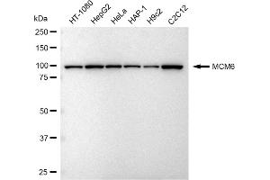 Western blotting analysis using MCM6 antibody (ABIN7799421). (Recombinant MCM6 抗体)