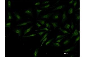 Immunofluorescence (IF) image for anti-C-Myc Binding Protein (MYCBP) (AA 1-103) antibody (ABIN525696)