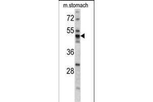 Western blot analysis of PDIA6 antibody (Center ) (ABIN390608 and ABIN2840920) in mouse stomach tissue lysates (35 μg/lane). (PDIA6 抗体  (AA 144-172))
