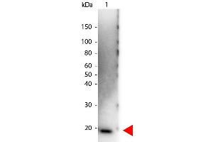 Western Blot of Peroxidase conjugated Rabbit anti-Human IL-6 antibody. (IL-6 抗体  (HRP))