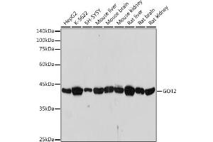 Western blot analysis of extracts of various cell lines, using GOT2 antibody (ABIN7267427) at 1:1000 dilution. (GOT2 抗体)