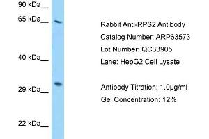 Western Blotting (WB) image for anti-Ribosomal Protein S2 (RPS2) (N-Term) antibody (ABIN2789550) (RPS2 抗体  (N-Term))