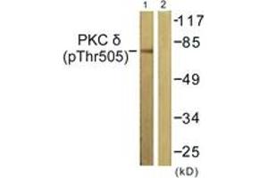 Western blot analysis of extracts from NIH-3T3 cells treated with UV 15', using PKC delta (Phospho-Thr505) Antibody. (PKC delta 抗体  (pThr507))
