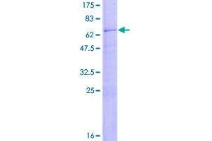 Image no. 1 for CD2 (CD2) (AA 1-351) protein (GST tag) (ABIN1348562)