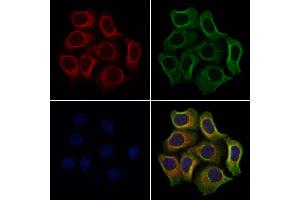 ABIN6259999 and ABIN6272243 staining Hela cells by IF/ICC. (APOOL 抗体  (C-Term))