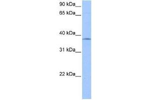 SPRY2 antibody used at 0. (SPRY2 抗体  (N-Term))