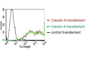 . BOSC23 cells were transiently transfected with an expression vector encoding either Claudin 9 (red curve), Claudin 6 (green curve) or an irrelevant protein (control transfectant). Binding of YD-9H8 was detected with a PE conjugated secondary antibody. A positive signal was obtained with Claudin 9 and Claudin 6 transfected cells. (Claudin 6/9 抗体)