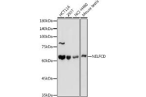 Western blot analysis of extracts of various cell lines, using NELFCD antibody (ABIN1683024, ABIN3019182, ABIN3019183 and ABIN6220747) at 1:1000 dilution. (TH1-Like 抗体  (AA 355-599))