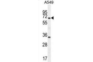 Western Blotting (WB) image for anti-Clusterin (CLU) antibody (ABIN2995931) (Clusterin 抗体)