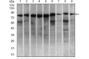 Western blot analysis using MARK3 antibody against HeLa (1), SK-N-SH (2), K562 (3), HCT116 (4), HEK293 (5), 3T3L1 (6), NIH3T3 (7), Jurkat (8), and A431 (9) cell lysate. (MARK3 抗体  (AA 435-658))