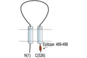 Representative domain view of the target of ABIN7042915.