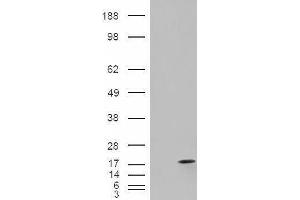 Western Blotting (WB) image for Fatty Acid Binding Protein 2, Intestinal (FABP2) peptide (ABIN368987)