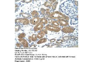 Rabbit Anti-FOXP2 Antibody  Paraffin Embedded Tissue: Human Kidney  Cellular Data: Epithelial cells of renal tubule Antibody Concentration: 4. (FOXP2 抗体  (N-Term))
